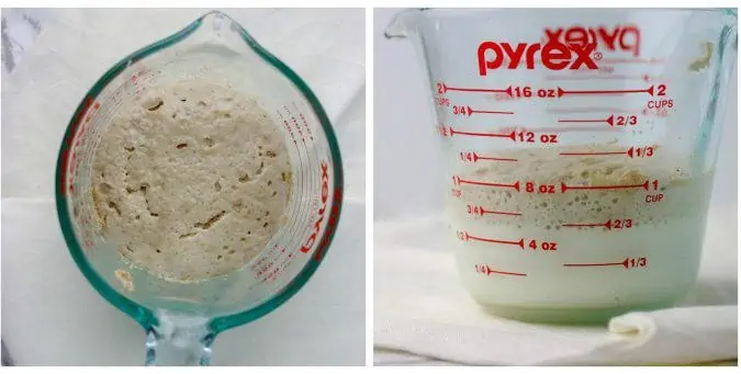 yeast proofing in a measuring cup